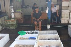 Ikan Layang Jadi Penyumbang Inflasi, Pedagang di Berau Ungkap Situasi Harga Ikan