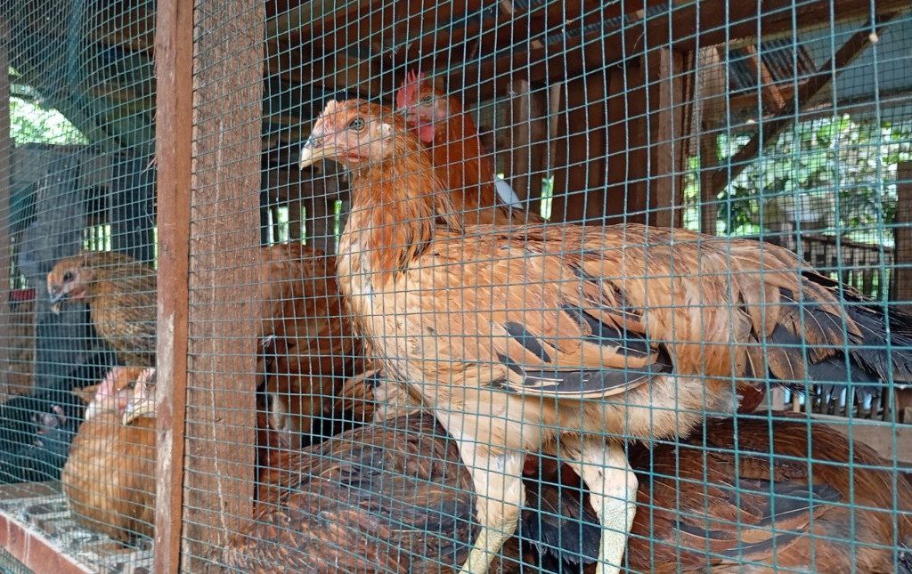 DTPHP Berau lakukan monitoring bantuan unggas lokal (Ist)
