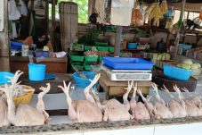 Inflasi Berau Agustus 0,46 Persen, Dipicu Kenaikan Harga Ayam Potong untuk MBG?