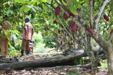 Disbun Ungkap Berau Bakal Jadi Sentra Pengadaan Bibit Kakao untuk Kaltim