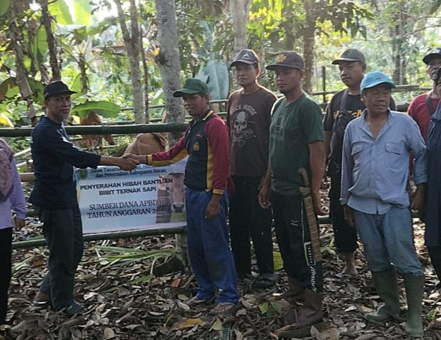 Abdul Waris Realisasikan Aspirasi Konstituen, 15 Sapi Disebar di Kampung Tembudan dan Teluk Sumbang