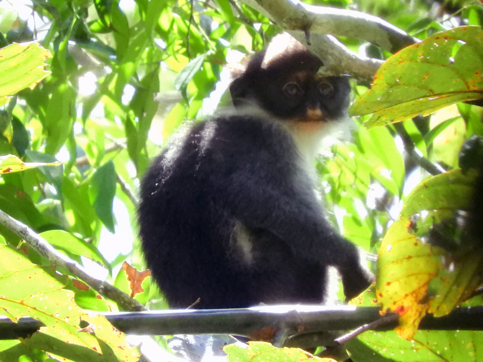 Ironi Lutung ‘Drakula’ Kutai: Langka dan Terancam, Tapi Belum Dilindungi Negara