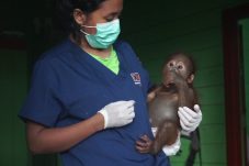 Kisah Hannes, Bayi Orang Utan di Berau yang Mahir Bikin Sarang Meski Terpisah dari Induk