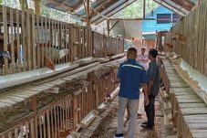 DTPHP Berau Monitoring Bantuan Unggas untuk Kelompok Wani Tani, Ini Temuannya