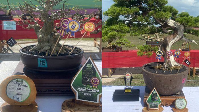 Kontes bonsai bertajuk “Pesona Bonsai Sanggam” dalam rangka HUT Kampung Labanan, Berau (Ist).