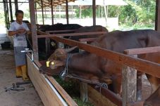 DTPHP Berau Fokus Perkuat Ekonomi Desa Lewat Korporasi Ternak