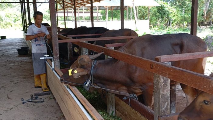 DTPHP Berau Fokus Perkuat Ekonomi Desa Lewat Korporasi Ternak