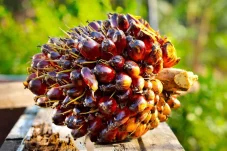 Cek Rinciannya, Ini Harga Resmi TBS Sawit Kaltim Awal Januari