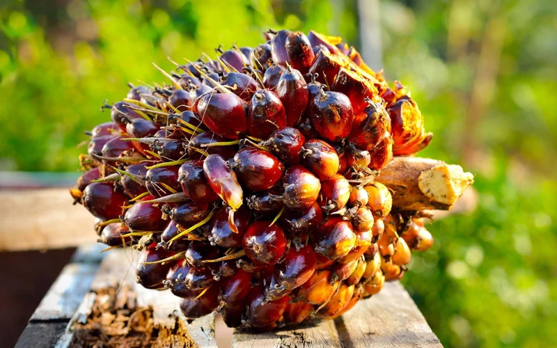 Cek Rinciannya, Ini Harga Resmi TBS Sawit Kaltim Awal Januari