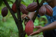 Disbun: Produksi Kakao Berau Fokus Penuhi Permintaan Dalam Negeri, Pemenuhan Ekspor untuk Bangun Jejaring