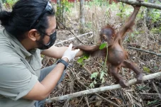 Kisah Jack Bayi Orangutan: Ditemukan di Kebun Kelapa Sawit Kini Dirawat PPS Long Sam Berau