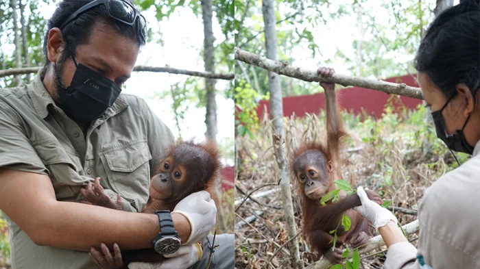 Orangutan berusia kurang dari 1 tahun bernama Jack (Ist)
