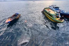 Begini Sensasi Berenang Bersama Hiu Tutul di Pulau Derawan Berau