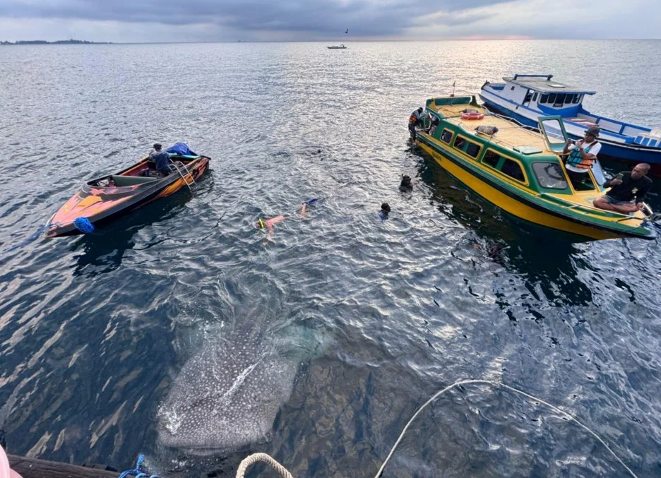 Turis berenang bersama hiu tutul di whaleshark point Pulau Derawan Berau (Zuhrie/BT)