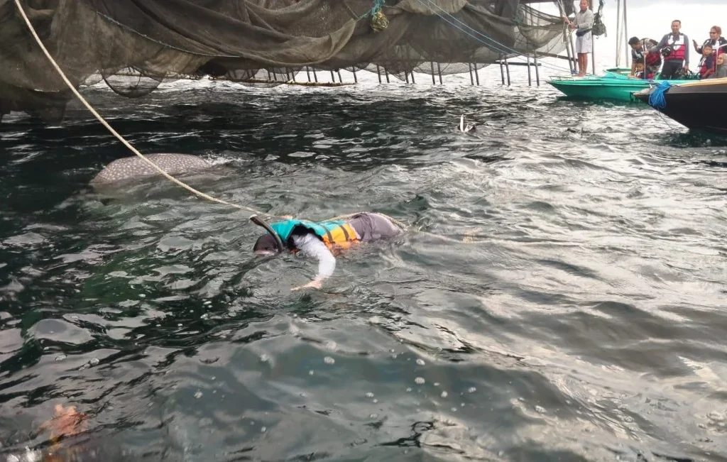 Turis berenang bersama hiu tutul di whaleshark point Pulau Derawan Berau (Fawdi/BT)