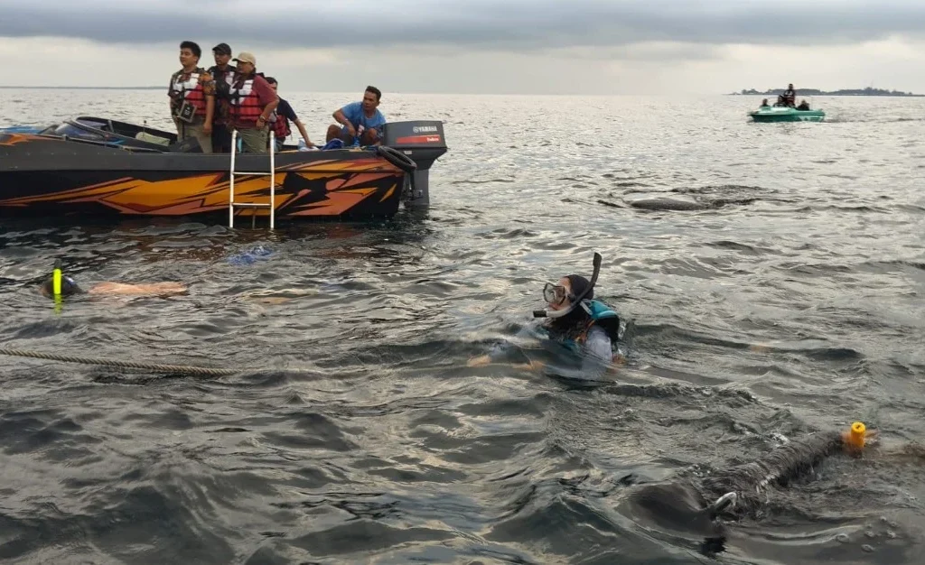 Turis berenang bersama hiu tutul di whaleshark point Pulau Derawan Berau (Fawdi/BT)