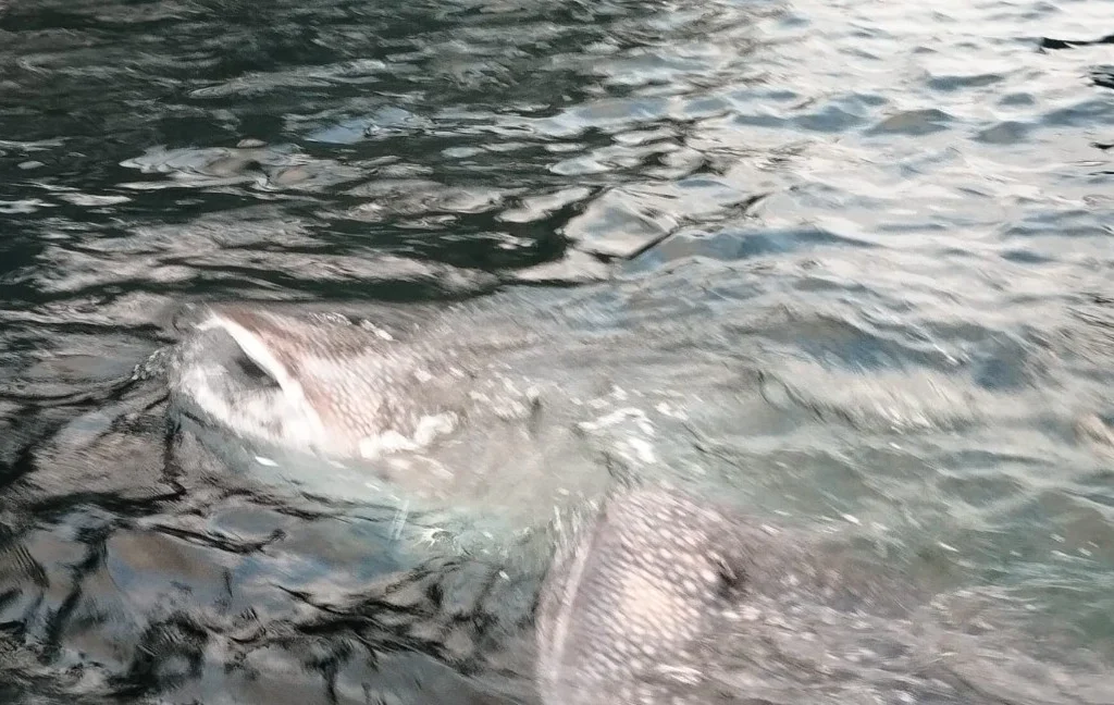 Hiu tutul di whale shark point Pulau Derawan Berau (Fawdi/BT)