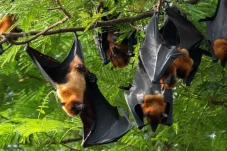 Kemenkes Sebut Virus Nipah Belum Terdeteksi di Indonesia, Begini Gejalanya Jika Terinfeksi