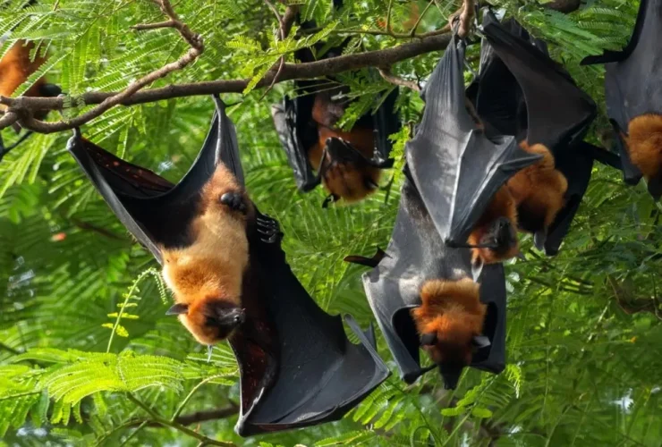 Kemenkes Sebut Virus Nipah Belum Terdeteksi di Indonesia, Begini Gejalanya Jika Terinfeksi