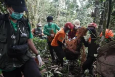 Kisah Penyelamatan Sam, Orangutan Viral yang Mengais Sampah di Bengalon