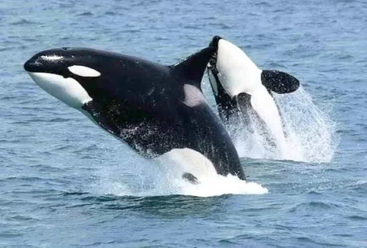 Jadi Daya Tarik Baru, Sumadi Minta Keberadaan Paus Orca di Maratua Dijaga