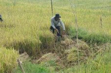 Panen Raya di Depan Mata? Potensi Padi Kaltim Awal Tahun Melonjak Tajam