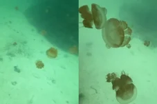 Ingin Berenang dengan Ubur-ubur Langka di Pulau Kakaban Berau? Ikuti Aturan Ini