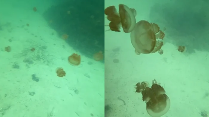 Ubur-ubur di Pulau Kababan, Berau (BT)