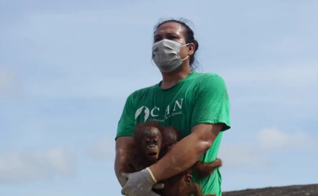 CAN Borneo bersama BKSDA Kaltim melakukan rescue terhadap induk dan dua anak orangutan di habitat yang rusak (Ist)