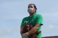 Habitat Hutan Rusak, CAN Borneo dan BKSDA Kaltim Rescue Induk dan Bayi Kembar Orangutan