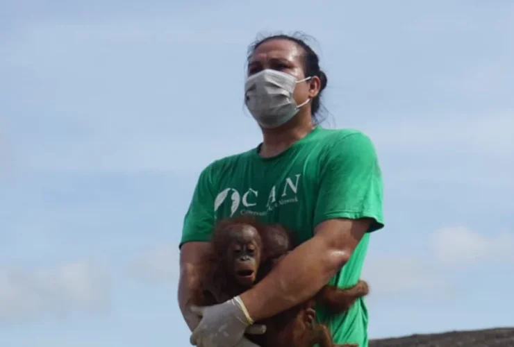 Habitat Hutan Rusak, CAN Borneo dan BKSDA Kaltim Rescue Induk dan Bayi Kembar Orangutan