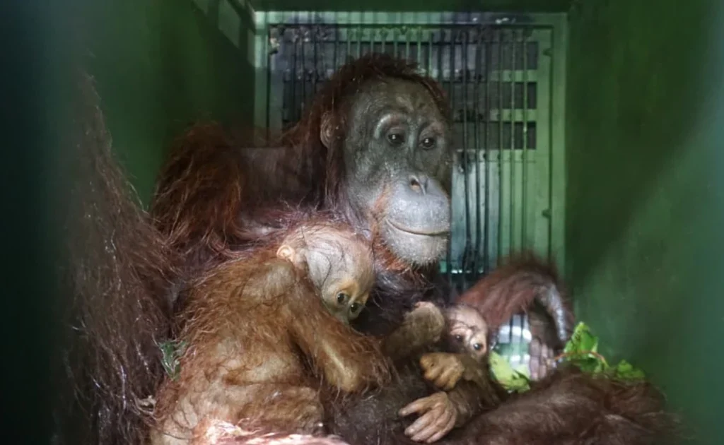 CAN Borneo bersama BKSDA Kaltim melakukan rescue terhadap induk dan dua anak orangutan di habitat yang rusak (Ist)