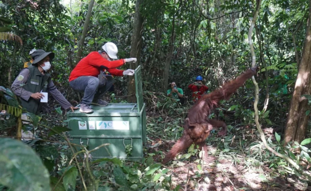 CAN Borneo bersama BKSDA Kaltim melakukan rescue terhadap induk dan dua anak orangutan di habitat yang rusak (Ist)