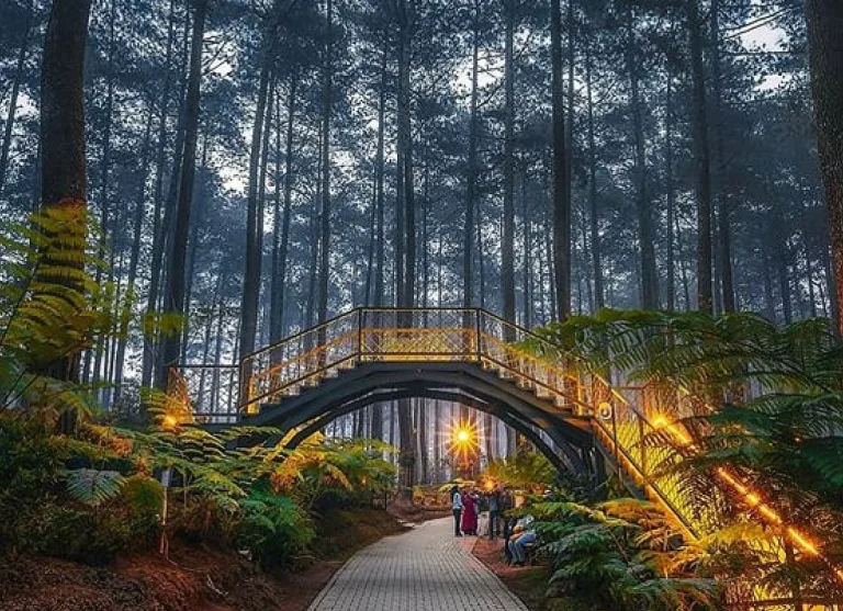 Ilustrasi destinasi wisata bertema Forest Healing & Orchid Experience. (TripAdvisor)