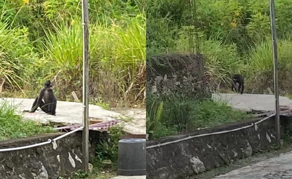 Gerombolan monyet berwarna hitam resahkan warga Tanjung Redeb Berau (Ist)