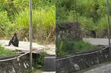 Gerombolan Monyet Hitam Resahkan Warga Tanjung Redeb Berau