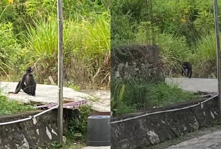 Gerombolan Monyet Hitam Resahkan Warga Tanjung Redeb Berau