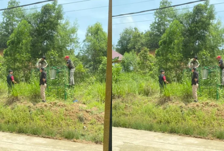 Warga Tanjung Redeb Berau Resah Monyet Hitam Berkeliaran, Kini Petugas Pasang Jerat