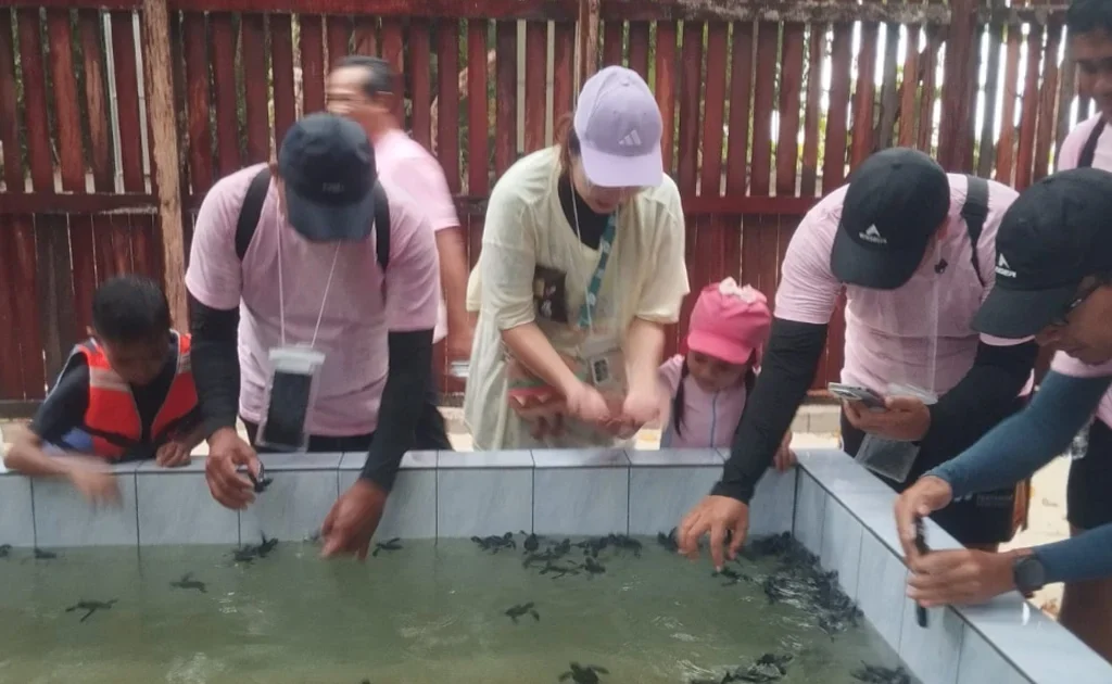 Penangkaran penyu hijau Pulau Sangalaki Berau Kaltim (Fawdi/BT)