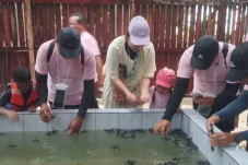 Surga Wisata Bahari di Berau, Konservasi Tukik Jadi Daya Tarik Utama Pulau Sangalaki