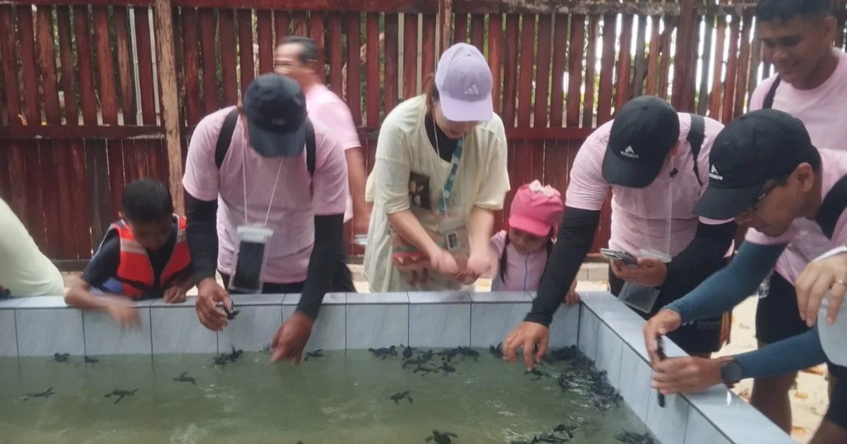 Surga Wisata Bahari di Berau, Konservasi Tukik Jadi Daya Tarik Utama Pulau Sangalaki