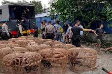 Tok! Segini Masa Hukuman Bagi 5 Terdakwa Judi Sabung Ayam di Balikpapan Kaltim