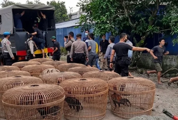 Tok! Segini Masa Hukuman Bagi 5 Terdakwa Judi Sabung Ayam di Balikpapan Kaltim