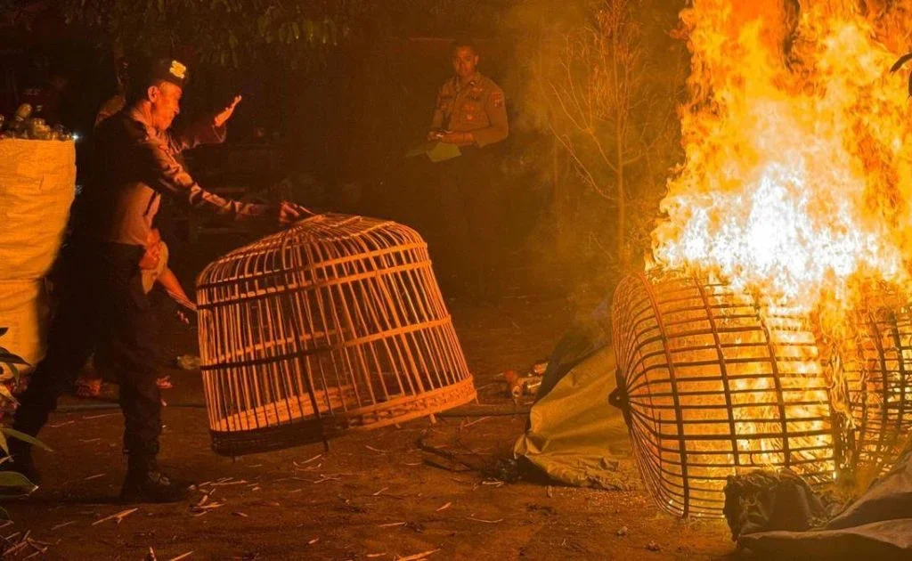 Ilustrasi penggerebekan lokasi sabung ayam oleh polisi. (facebook)