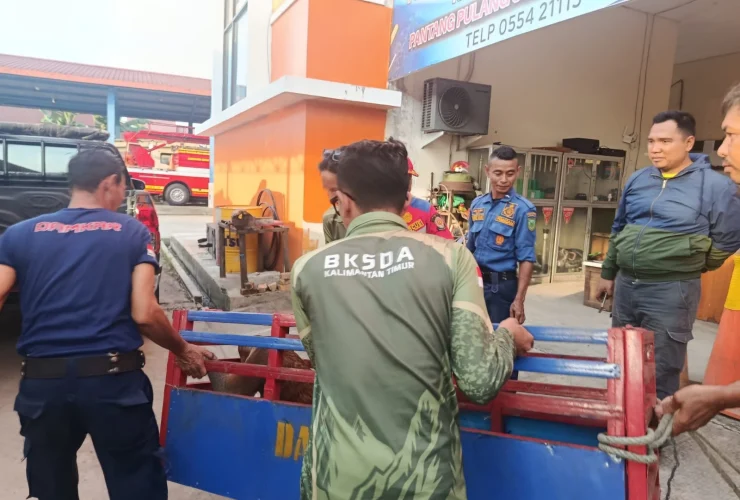 Gerak Cepat Disdamkarmat Berau Evakuasi Bekantan Masuk Rumah Warga