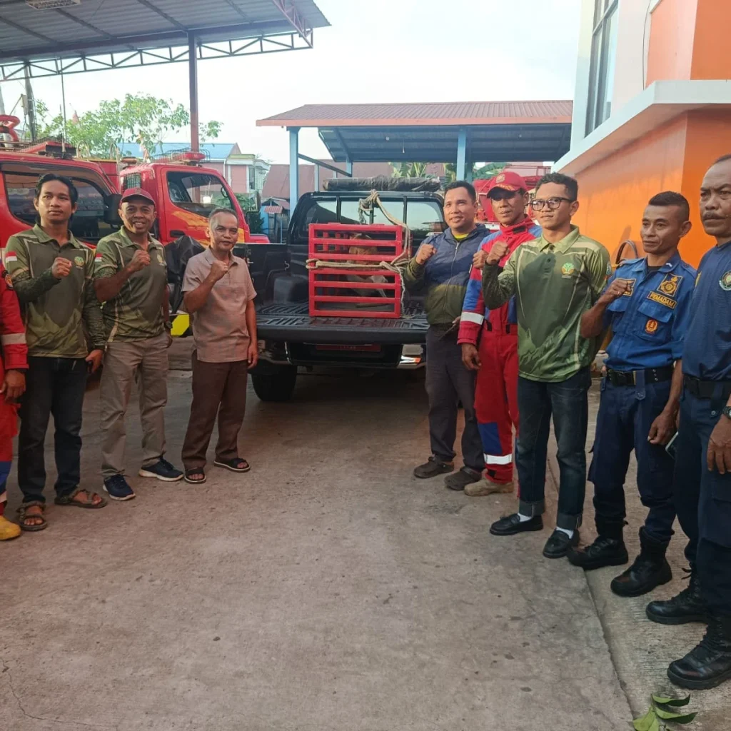 Proses evakuasi bekantan di salah rumah warga di Kelurahan Gayam, Kecamatan Tanjung Redeb, Berau, Minggu (19/4/2026). (Ist)