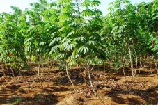 Harga Beras Melambung, Warga Berau Didorong Beralih ke Singkong dan Ternak Lele Mandiri