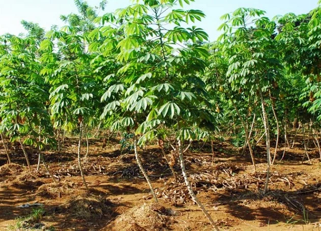 Harga Beras Melambung, Warga Berau Didorong Beralih ke Singkong dan Ternak Lele Mandiri