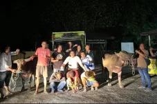 4 Pencuri Kerbau Dibekuk di Gunung Tabur, Polisi Amankan Truk Pengangkut