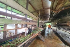 Sebulan Jelang Iduladha! Simak Kriteria Hewan Kurban yang Sah Menurut Kemenag Berau